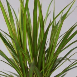 Drachenbaum, 2er-Tuff, Inkl. Topf Tusca, Höhe Ca. 70 Cm, Topf 17 Cm Ø 9 Drachenbaum, 2er-Tuff, Inkl. Topf Tusca, Höhe Ca. 70 Cm, Topf 17 Cm Ø -Bestes Gartengeräte Geschäft 0221100078 Dracaena marginata 2er Tuff Topf Tusca 52