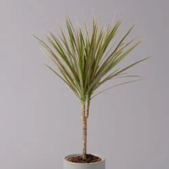 Drachenbaum 'Bicolor', Topf-Ø 13 Cm, 3er-Set -Bestes Gartengeräte Geschäft 0221100105 Dracaena marg Bicolor 3er Set 13cm 22