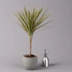 Drachenbaum 'Bicolor', Topf-Ø 13 Cm, 3er-Set -Bestes Gartengeräte Geschäft 0221100105 Dracaena marg Bicolor 3er Set 13cm 32