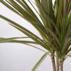 Drachenbaum 'Bicolor', Topf-Ø 13 Cm, 3er-Set -Bestes Gartengeräte Geschäft 0221100105 Dracaena marg Bicolor 3er Set 13cm 42