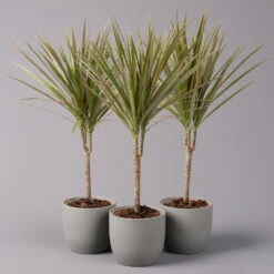 Drachenbaum 'Bicolor', Topf-Ø 13 Cm, 3er-Set