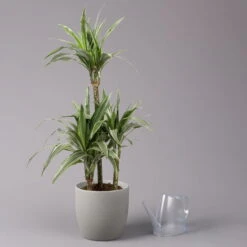 Duftender Drachenbaum 'Warneckii', Topf-Ø 21 Cm, Höhe Ca. 115 Cm 8 Duftender Drachenbaum 'Warneckii', Topf-Ø 21 Cm, Höhe Ca. 115 Cm -Bestes Gartengeräte Geschäft 0221300002 Dracaena d Warneckii 21cm 3