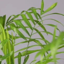 Bergpalme In Topf Tusca, Topf-Ø 17 Cm, Höhe Ca. 60 Cm -Bestes Gartengeräte Geschäft 0222100026 Chamaedorea elegans im Topf Tusca 92