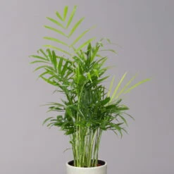 Bergpalme In Keramiktopf Lauren Grün, Topf-Ø 12 Cm, Höhe Ca. 40 Cm -Bestes Gartengeräte Geschäft 0222100036 Chamaedorea eleg in Topf Lauren gruen 2