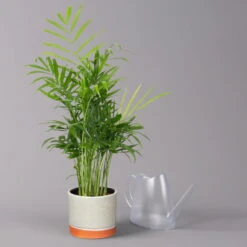 Bergpalme In Keramiktopf Lauren Grün, Topf-Ø 12 Cm, Höhe Ca. 40 Cm -Bestes Gartengeräte Geschäft 0222100036 Chamaedorea eleg in Topf Lauren gruen 3