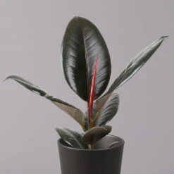 Gummibaum 'Robusta' In Topf Anthrazit, Topf-Ø 12cm, Höhe Ca. 40-45 Cm, 2er-Set -Bestes Gartengeräte Geschäft 0223200077 Ficus el Robusta Dallas anthrazit 2
