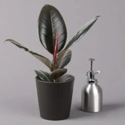 Gummibaum 'Robusta' In Topf Anthrazit, Topf-Ø 12cm, Höhe Ca. 40-45 Cm, 2er-Set -Bestes Gartengeräte Geschäft 0223200077 Ficus el Robusta Dallas anthrazit 3