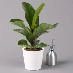 Geigenfeige 'Bambino', Topf-Ø 12 Cm, Mit Übertopf Weiß, Höhe Ca. 30 Cm, 3er-Set -Bestes Gartengeräte Geschäft 0223300041 Ficus lyr Bambino im Topf Dallas weiss 3