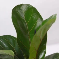 Geigenfeige 'Bambino', Topf-Ø 12 Cm, Mit Übertopf Weiß, Höhe Ca. 30 Cm, 3er-Set -Bestes Gartengeräte Geschäft 0223300041 Ficus lyr Bambino im Topf Dallas weiss 4