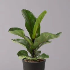 Geigenfeige 'Bambino'', Topf-Ø 12cm, Mit Übertopf Dallas Anthrazit, 2er-Set -Bestes Gartengeräte Geschäft 0223300044 Ficus lyr Bambino im Topf Dallas anthr 2