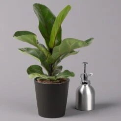 Geigenfeige 'Bambino'', Topf-Ø 12cm, Mit Übertopf Dallas Anthrazit, 2er-Set -Bestes Gartengeräte Geschäft 0223300044 Ficus lyr Bambino im Topf Dallas anthr 3