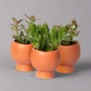 Mini-Sukkulenten Im Dekotopf 'Scandic Terracotta', Topf-Ø 6 Cm, 3er-Set