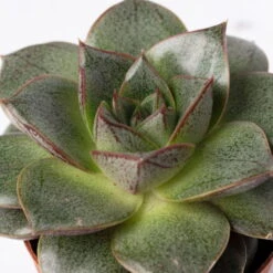 Mini-Sukkulenten Im Dekotopf 'Scandic Terracotta', Topf-Ø 6 Cm, 3er-Set -Bestes Gartengeräte Geschäft 0225200733 Sukkulenten Set in Topf Scandic terrac 3er Set 11