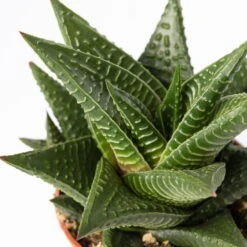 Mini-Sukkulenten Im Dekotopf 'Scandic Terracotta', Topf-Ø 6 Cm, 3er-Set -Bestes Gartengeräte Geschäft 0225200733 Sukkulenten Set in Topf Scandic terrac 3er Set 12