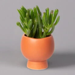 Mini-Sukkulenten Im Dekotopf 'Scandic Terracotta', Topf-Ø 6 Cm, 3er-Set -Bestes Gartengeräte Geschäft 0225200733 Sukkulenten Set in Topf Scandic terrac 3er Set 2