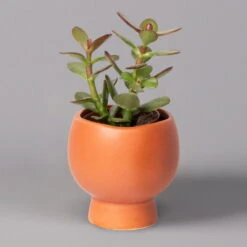 Mini-Sukkulenten Im Dekotopf 'Scandic Terracotta', Topf-Ø 6 Cm, 3er-Set -Bestes Gartengeräte Geschäft 0225200733 Sukkulenten Set in Topf Scandic terrac 3er Set 4