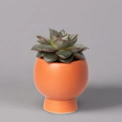 Mini-Sukkulenten Im Dekotopf 'Scandic Terracotta', Topf-Ø 6 Cm, 3er-Set -Bestes Gartengeräte Geschäft 0225200733 Sukkulenten Set in Topf Scandic terrac 3er Set 6