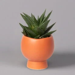 Mini-Sukkulenten Im Dekotopf 'Scandic Terracotta', Topf-Ø 6 Cm, 3er-Set -Bestes Gartengeräte Geschäft 0225200733 Sukkulenten Set in Topf Scandic terrac 3er Set 7