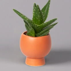 Mini-Sukkulenten Im Dekotopf 'Scandic Terracotta', Topf-Ø 6 Cm, 3er-Set -Bestes Gartengeräte Geschäft 0225200733 Sukkulenten Set in Topf Scandic terrac 3er Set 8