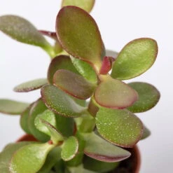 Mini-Sukkulenten Im Dekotopf 'Scandic Terracotta', Topf-Ø 6 Cm, 3er-Set -Bestes Gartengeräte Geschäft 0225200733 Sukkulenten Set in Topf Scandic terrac 3er Set 9