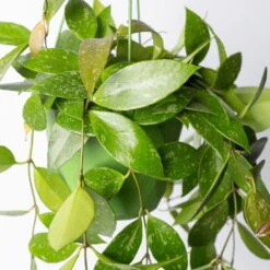 Hoya Memoria, In Blumenampel, Topf-Ø 14 Cm -Bestes Gartengeräte Geschäft 0230200505 Hoya gracilis T14 1 2 116140