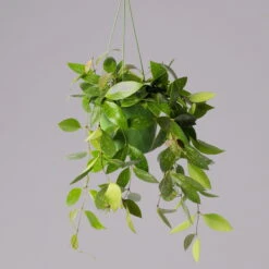 Hoya Memoria, In Blumenampel, Topf-Ø 14 Cm -Bestes Gartengeräte Geschäft 0230200505 Hoya gracilis T14 2 1 116139