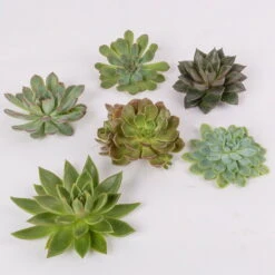 Schnittecheverien-Mix, Ø 10 Cm, 6er-Set 10 Schnittecheverien-Mix, Ø 10 Cm, 6er-Set -Bestes Gartengeräte Geschäft 0250103008 Schnittecheverien 6er Set WS 2