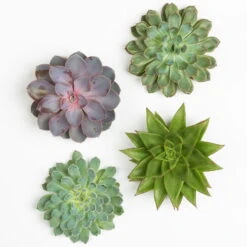 Schnittecheverien-Mix, Ø 12 Cm, 4er-Set 10 Schnittecheverien-Mix, Ø 12 Cm, 4er-Set -Bestes Gartengeräte Geschäft 0250103009 Schnittecheverien 4er Set 12 cm WS 2