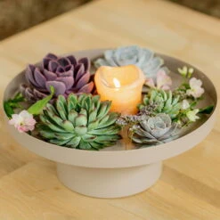 Schnittecheverien-Mix, Ø 10 Cm, 6er-Set 13 Schnittecheverien-Mix, Ø 10 Cm, 6er-Set -Bestes Gartengeräte Geschäft 0250103364 Echeveria Mix 7 10cm in DIY Box 4 117171 1