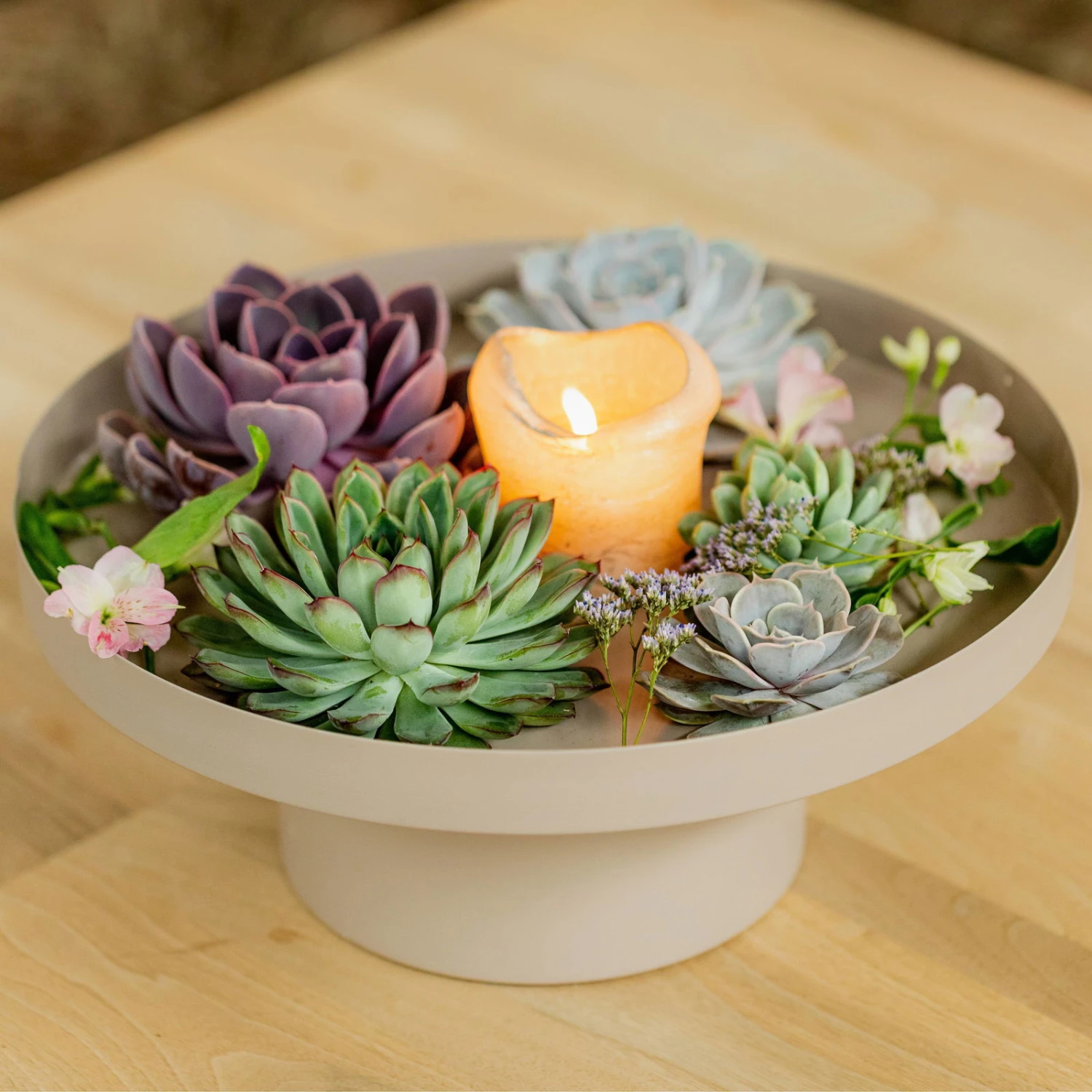 Schnittecheverien-Mix, Ø 10 Cm, 6er-Set 6 Schnittecheverien-Mix, Ø 10 Cm, 6er-Set – Bild 6