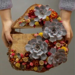 Schnittecheverien-Mix, Ø 10 Cm, 6er-Set 12 Schnittecheverien-Mix, Ø 10 Cm, 6er-Set -Bestes Gartengeräte Geschäft 0250103364 Echeveria Mix 7 10cm in DIY Box 6 117174 1