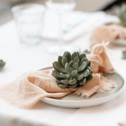 Schnittecheverien-Mix, Ø 10 Cm, 6er-Set 11 Schnittecheverien-Mix, Ø 10 Cm, 6er-Set -Bestes Gartengeräte Geschäft 0250103364 Echeveria Mix 7 10cm in DIY Box 7 117173 1