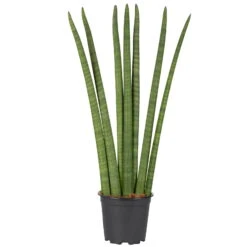 Bogenhanf 'Fan', Topf-Ø 17 Cm, Höhe Ca. 65 Cm