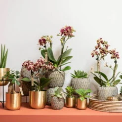 Phalaenopsis, Gesprenkelte Sorten, 3 Rispen, Topf-Ø 9 Cm, Höhe Ca. 30 Cm -Bestes Gartengeräte Geschäft 0290100047