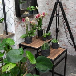 Phalaenopsis, Gesprenkelte Sorten, 3 Rispen, Topf-Ø 9 Cm, Höhe Ca. 30 Cm -Bestes Gartengeräte Geschäft 0290100047 Phalaenopsis 3R gesprenkelt 9 cm T H 30 cm