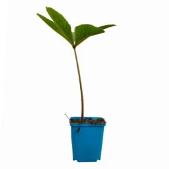 Schaublatt 'Rotlaub' Cremeweiß, Topf-Ø 11 Cm, 3er-Set -Bestes Gartengeräte Geschäft 0310107703 Rodgersia podophylla Rotlaub cremeweiss 12 112416