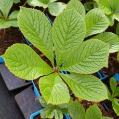 Schaublatt 'Rotlaub' Cremeweiß, Topf-Ø 11 Cm, 3er-Set -Bestes Gartengeräte Geschäft 0310107703 Rodgersia podophylla Rotlaub cremeweiss 2 112332