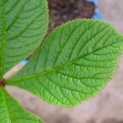 Schaublatt 'Rotlaub' Cremeweiß, Topf-Ø 11 Cm, 3er-Set -Bestes Gartengeräte Geschäft 0310107703 Rodgersia podophylla Rotlaub cremeweiss 5 112333