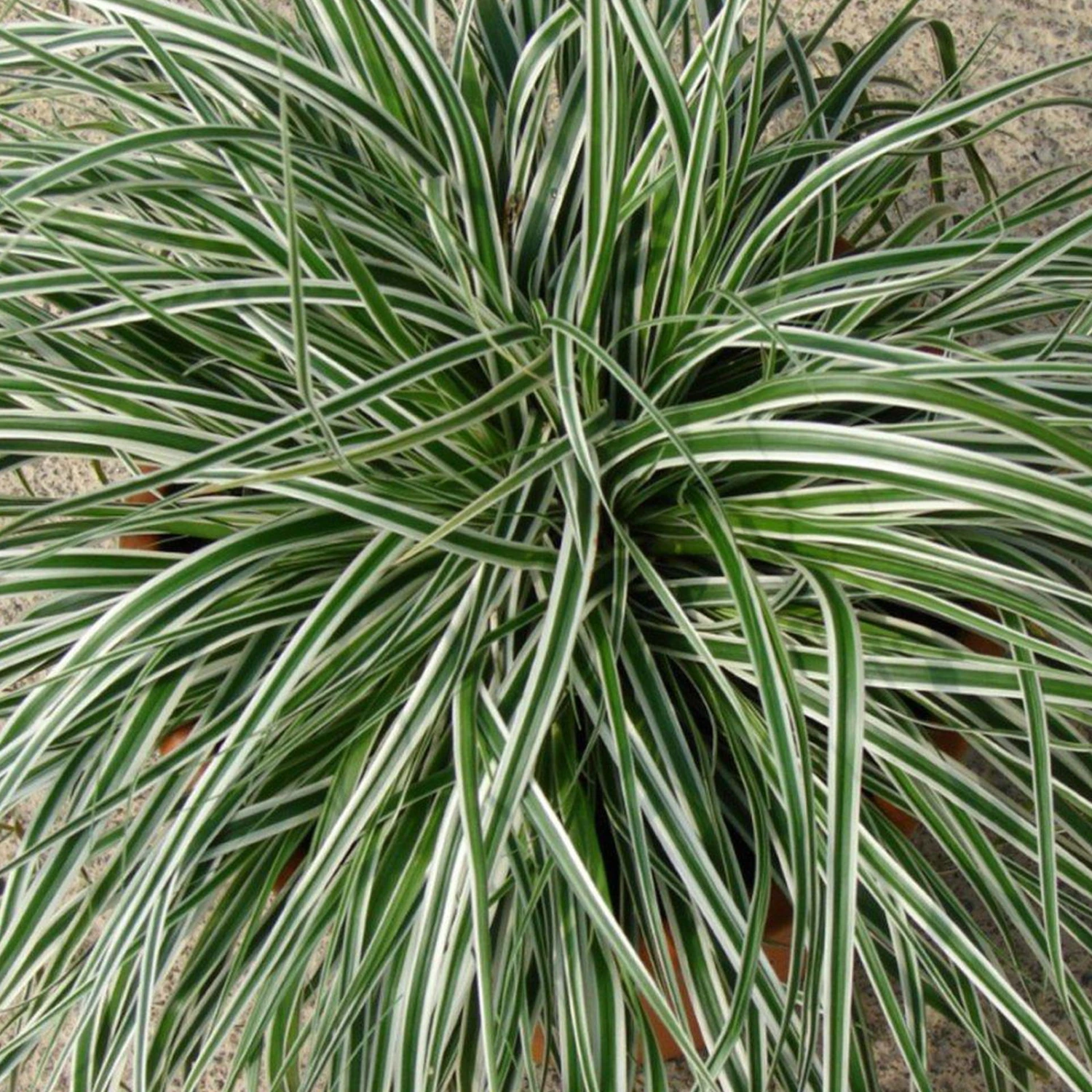 Japansegge 'Everest', Topf-Ø 12 Cm, 3er-Set 2 Japansegge 'Everest', Topf-Ø 12 Cm, 3er-Set – Bild 2