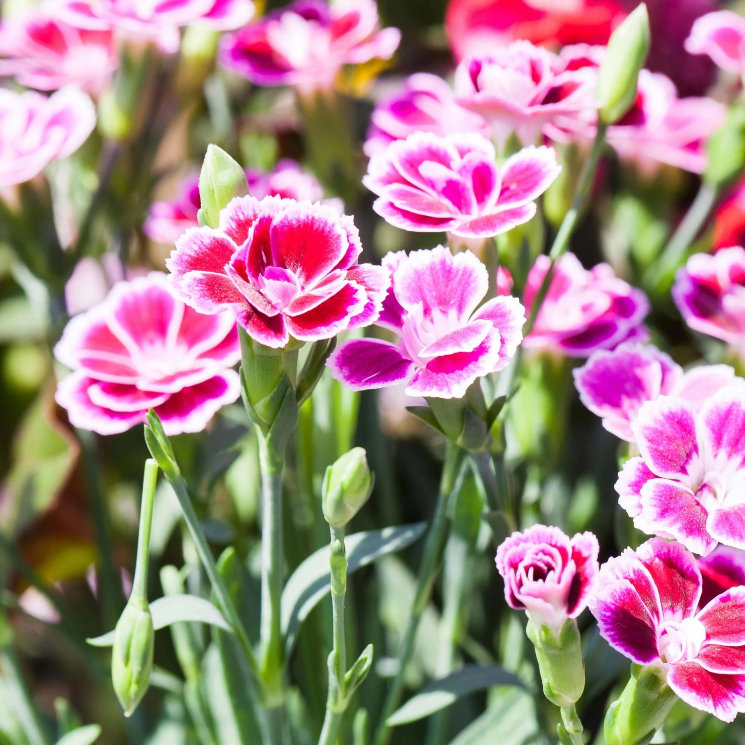 Prinzess-Nelke 'Pink Kisses®' Pink-rosa, Topf-Ø 12/13 Cm, 6er-Set 2 Prinzess-Nelke 'Pink Kisses®' Pink-rosa, Topf-Ø 12/13 Cm, 6er-Set – Bild 2