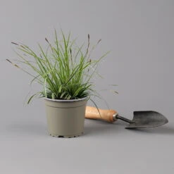 Japansegge 'Everest', Topf-Ø 12 Cm, 3er-Set 10 Japansegge 'Everest', Topf-Ø 12 Cm, 3er-Set -Bestes Gartengeräte Geschäft 0319100440 carex oshimensis everest 125699