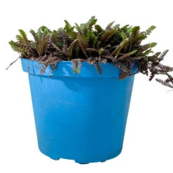 Fiederpolster 'Inkognito' Schwarzgrün, Topf-Ø 12 Cm, 3er-Set -Bestes Gartengeräte Geschäft 0319100532 Leptinella Inkognito 3erSet T12 schwarzgruen 1 116555