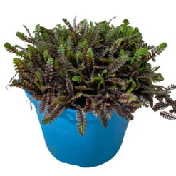 Fiederpolster 'Inkognito' Schwarzgrün, Topf-Ø 12 Cm, 3er-Set -Bestes Gartengeräte Geschäft 0319100532 Leptinella Inkognito 3erSet T12 schwarzgruen 2 116556