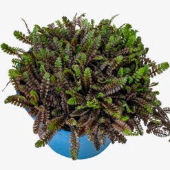 Fiederpolster 'Inkognito' Schwarzgrün, Topf-Ø 12 Cm, 3er-Set -Bestes Gartengeräte Geschäft 0319100532 Leptinella Inkognito 3erSet T12 schwarzgruen 3 116554