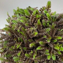 Fiederpolster 'Inkognito' Schwarzgrün, Topf-Ø 12 Cm, 3er-Set -Bestes Gartengeräte Geschäft 0319100532 Leptinella Inkognito 3erSet T12 schwarzgruen 6 116011