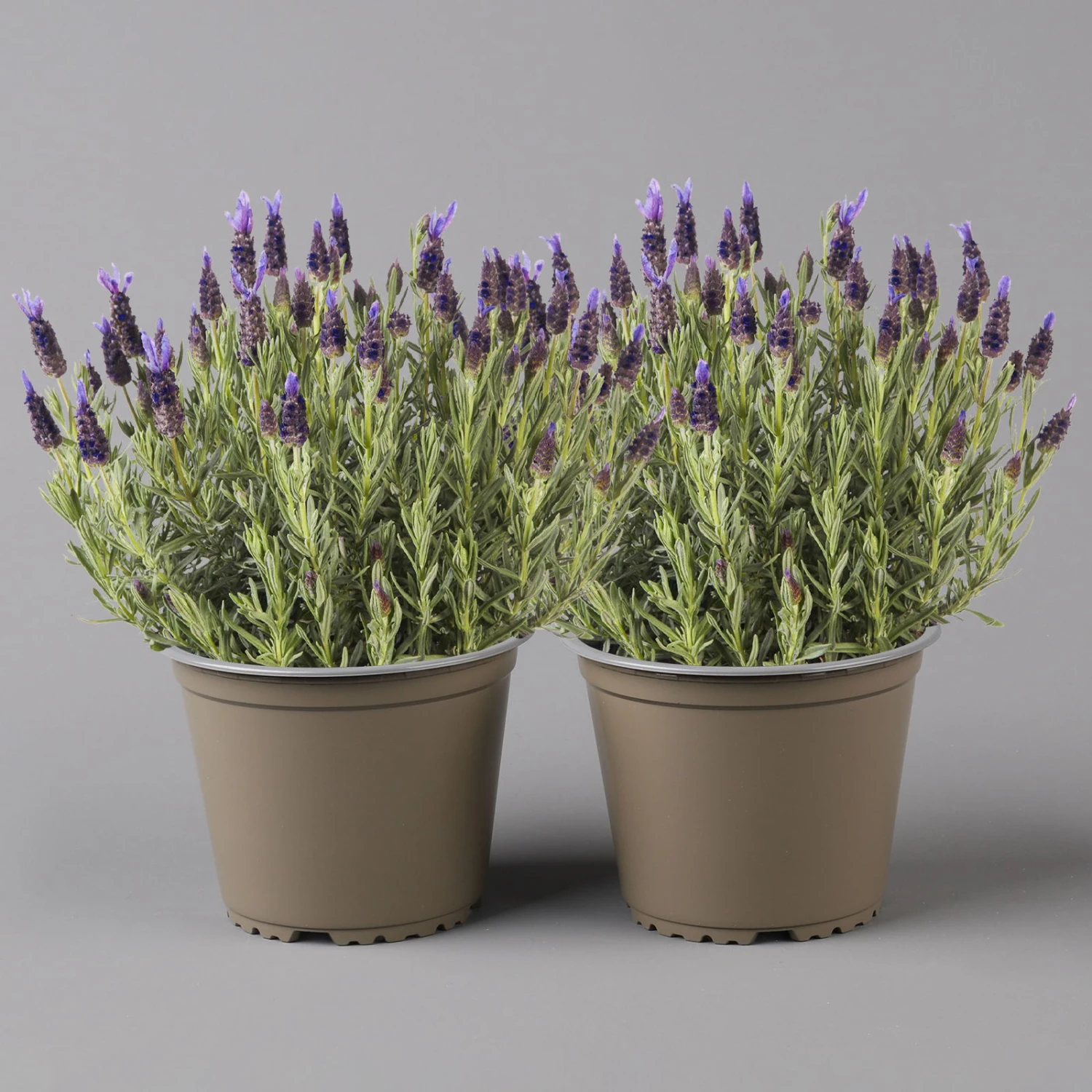 Lavendel 'Purple Flag' Violett, Topf-Ø 17 Cm, 2er-Set 1 Lavendel 'Purple Flag' Violett, Topf-Ø 17 Cm, 2er-Set