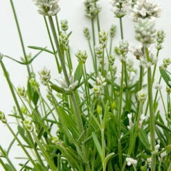 Lavendel 'Alba' Weiß, Topf-Ø 13 Cm, 3er-Set -Bestes Gartengeräte Geschäft 0319200131 0319200198 Lavendel weiss T13 3er 6er 4 125975