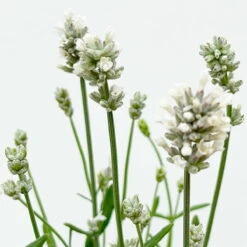 Lavendel 'Alba' Weiß, Topf-Ø 13 Cm, 3er-Set -Bestes Gartengeräte Geschäft 0319200131 0319200198 Lavendel weiss T13 3er 6er 5 125974