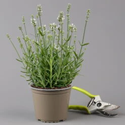 Lavendel 'Alba' Weiß, Topf-Ø 13 Cm, 3er-Set -Bestes Gartengeräte Geschäft 0319200131 0319200198 Lavendel weiss T13 3er 6er f 126070