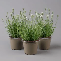 Lavendel 'Alba' Weiß, Topf-Ø 13 Cm, 3er-Set